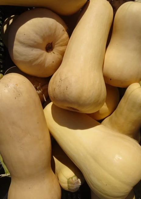 Butternut