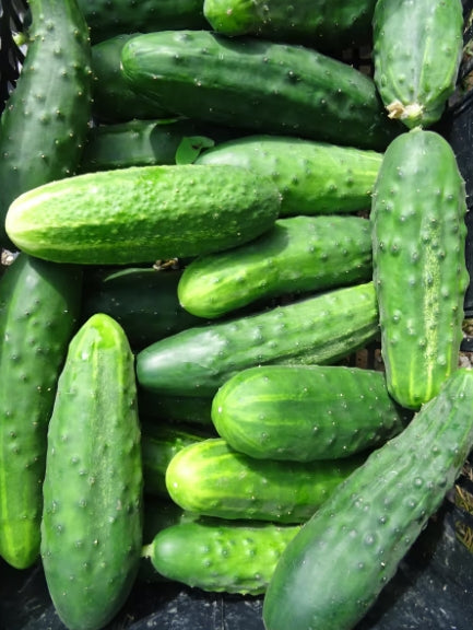 Concombre cornichon - unité