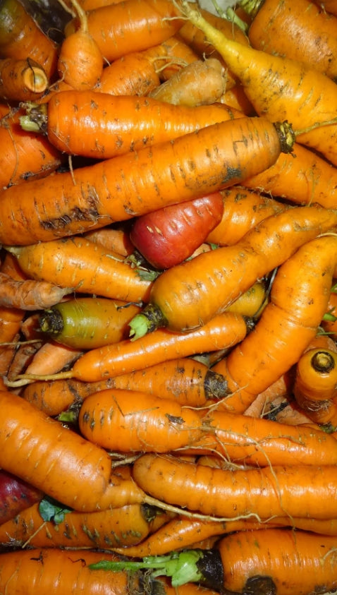 Carottes - 500g