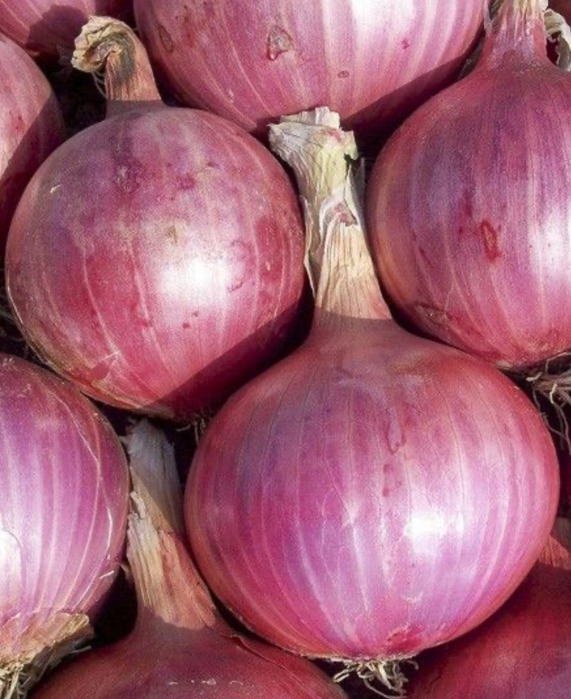 Oignons roses - 600g