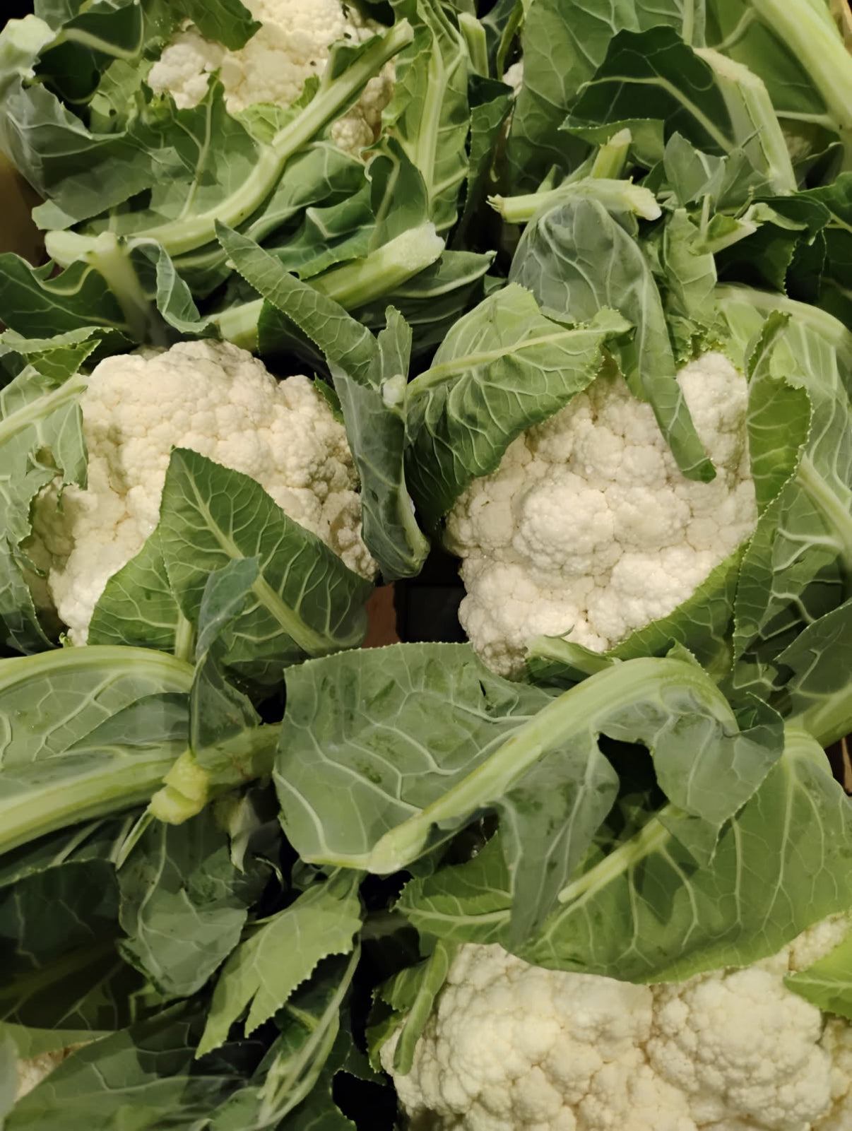 Chou fleur blanc - pièce