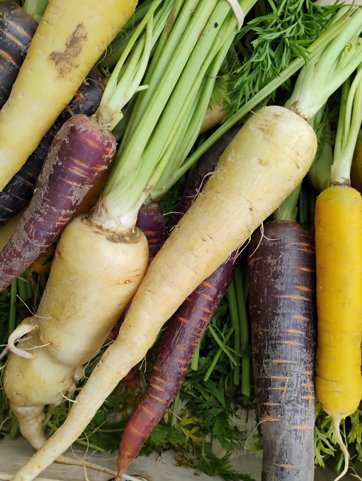 Carottes - Botte - Mélange ( blanc/ jaune/ violet)