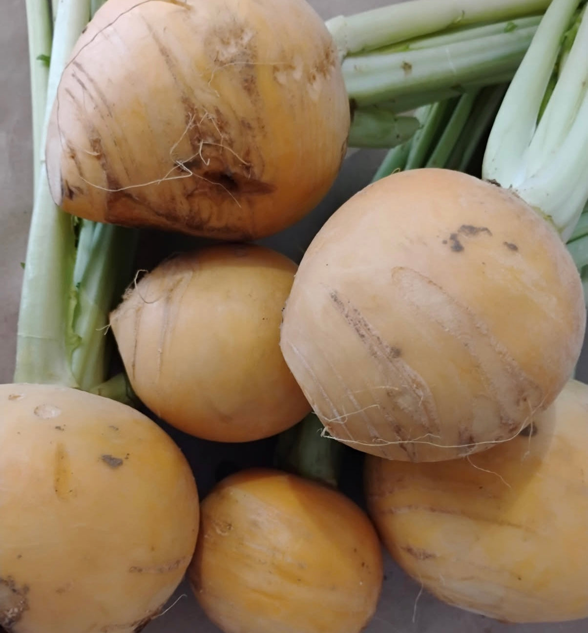 Navets jaunes - 500g