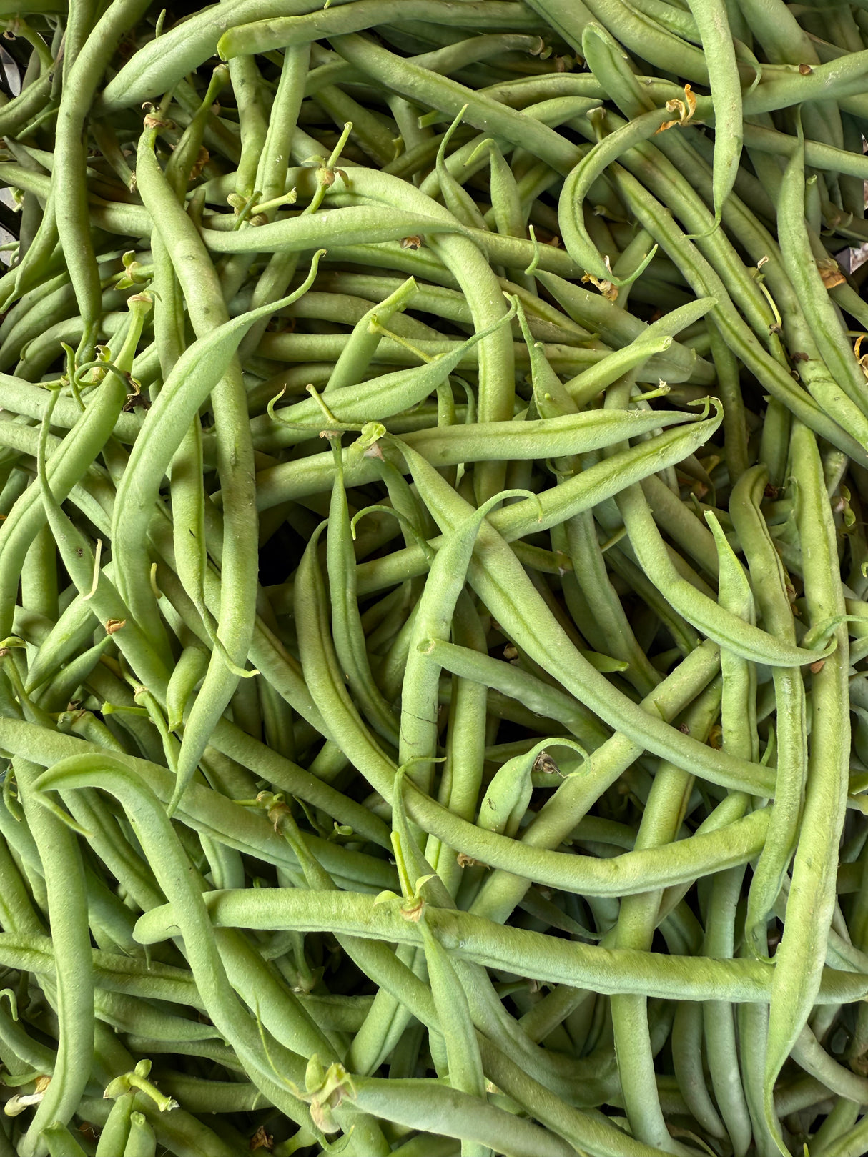 Haricots verts - 500g