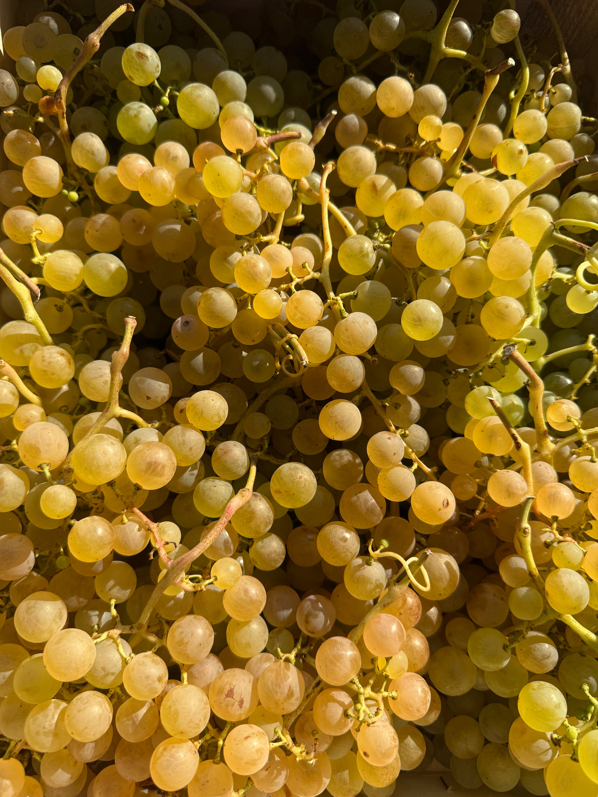 Raisin Chasselas - 500g