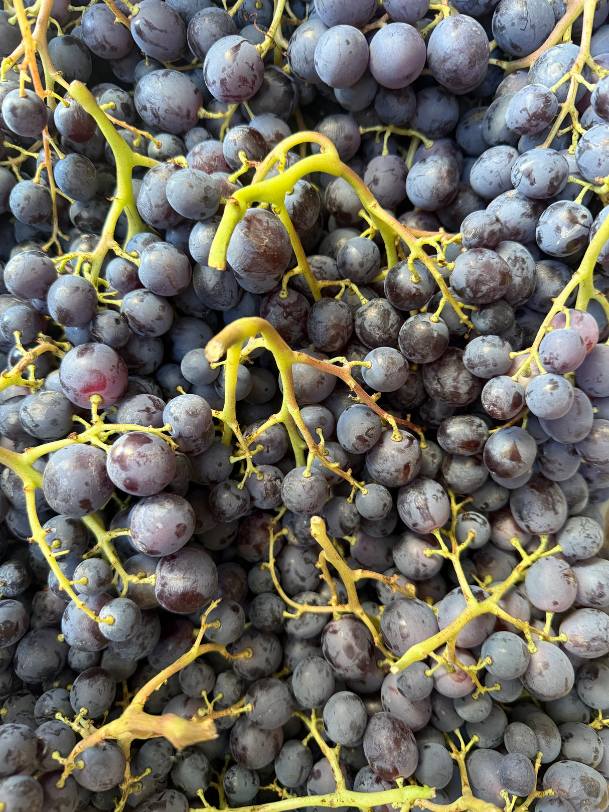 Raisin Muscat - 500g