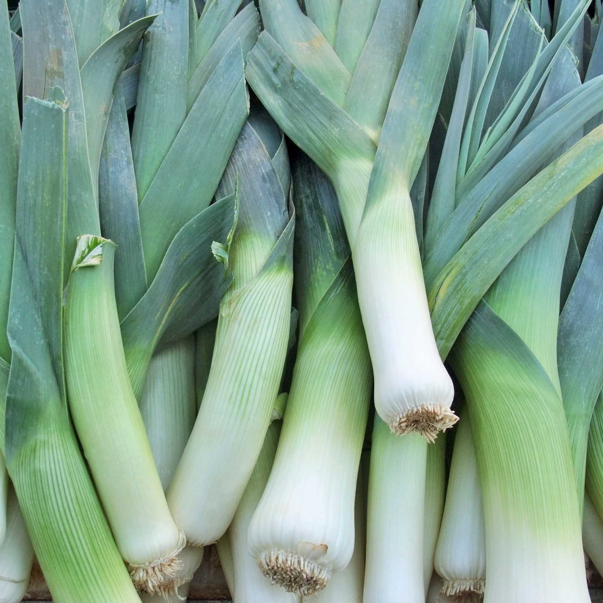 Poireaux - 1kg