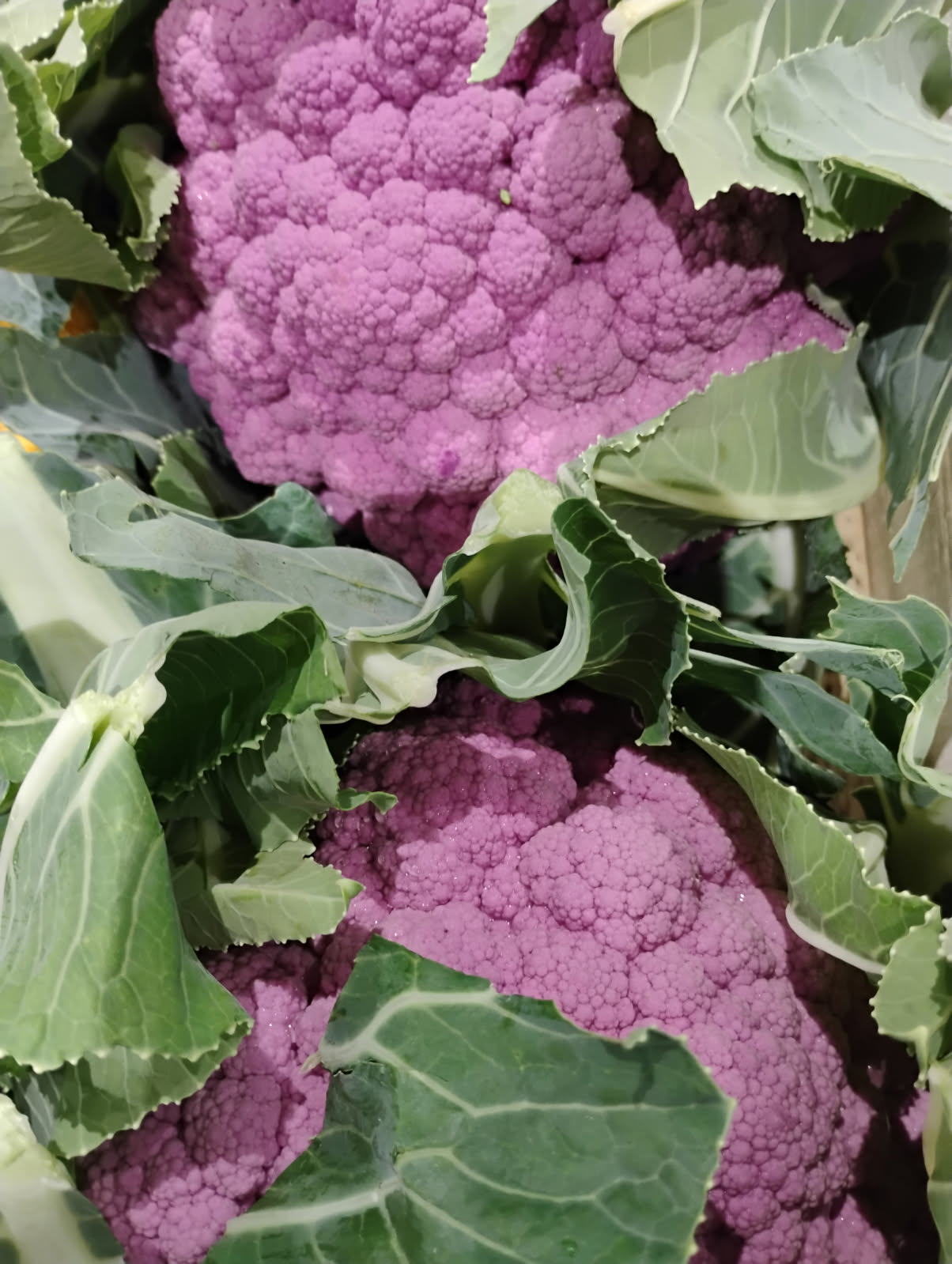 Chou fleur violet - pièce