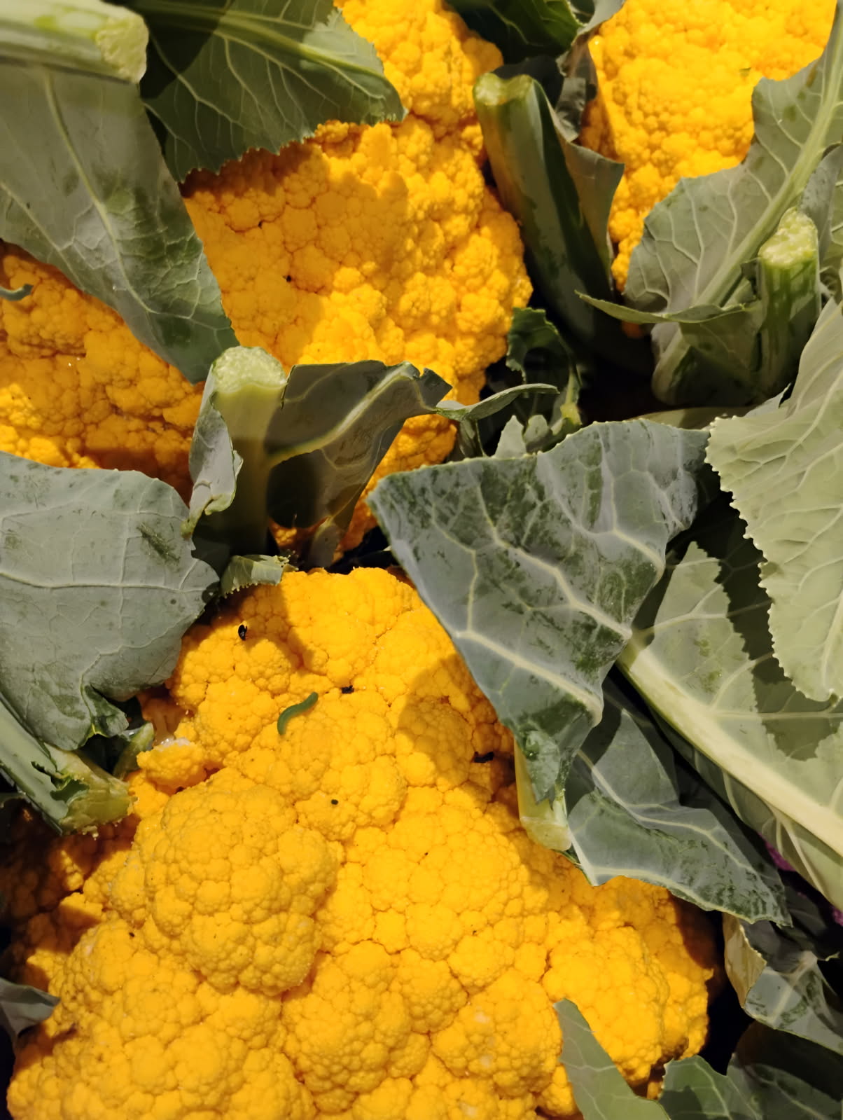 Chou fleur jaune - pièce