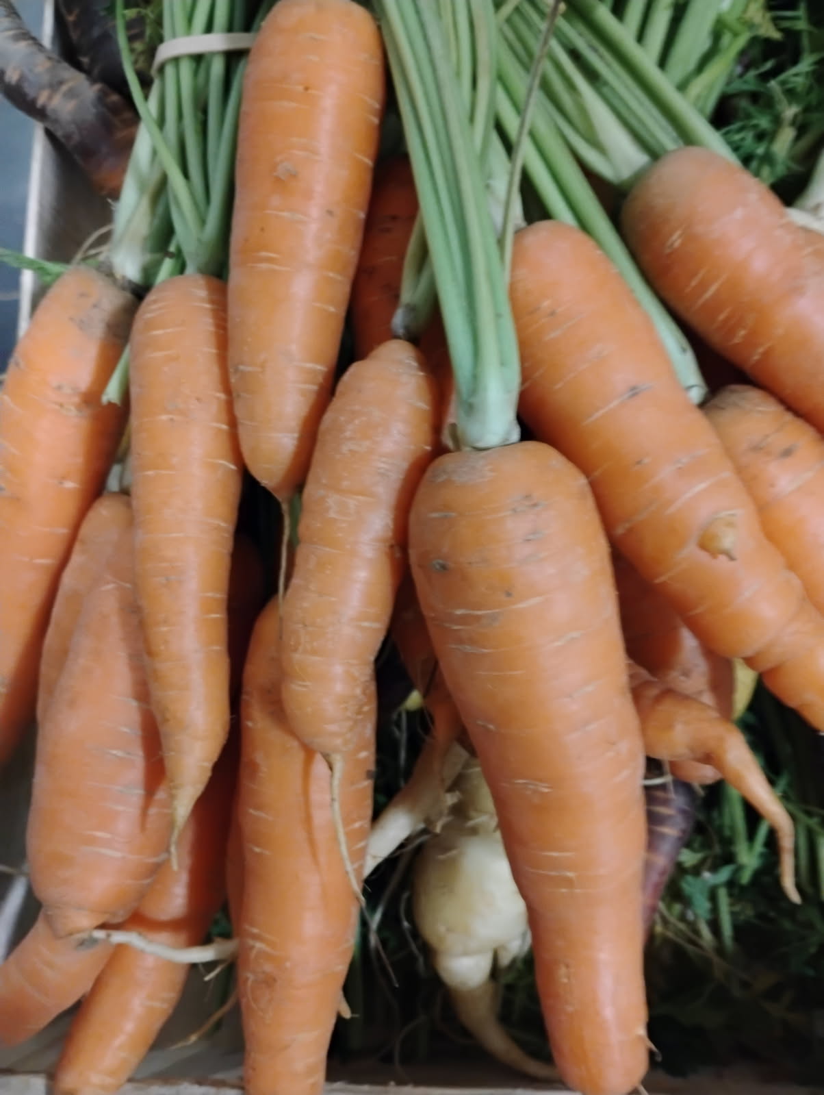 Carottes - Botte - Orange