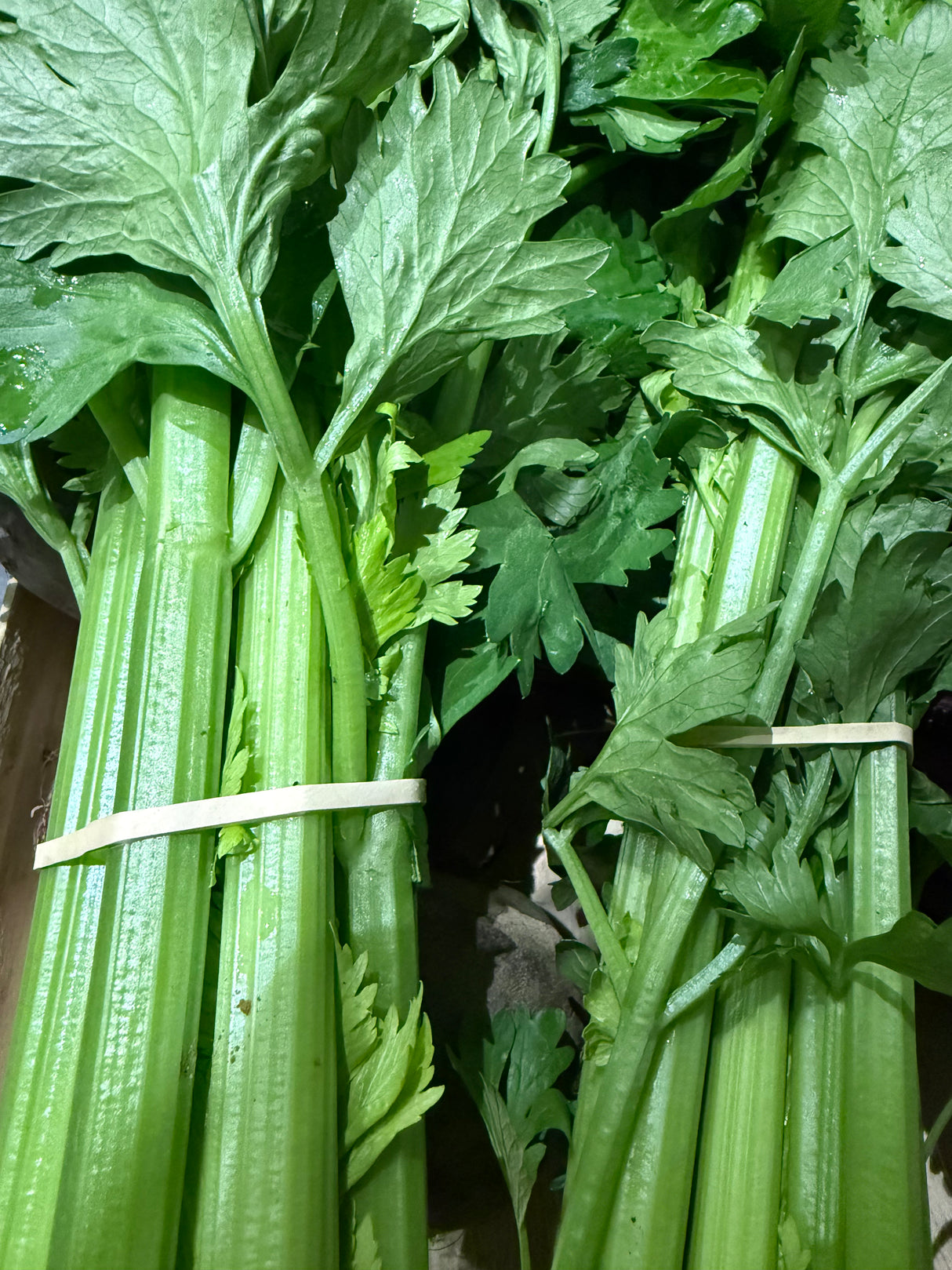 Céleri Branche - Botte