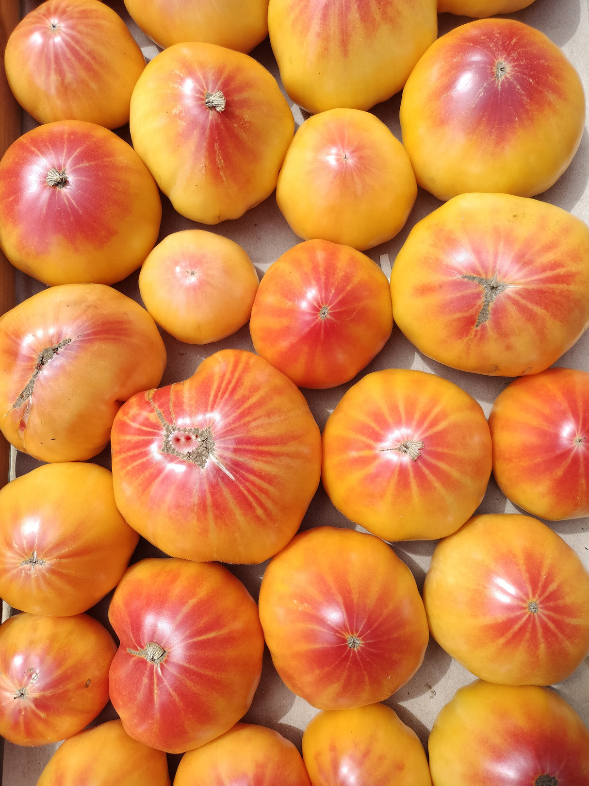 Tomates Cœur de Boeuf Jaunes