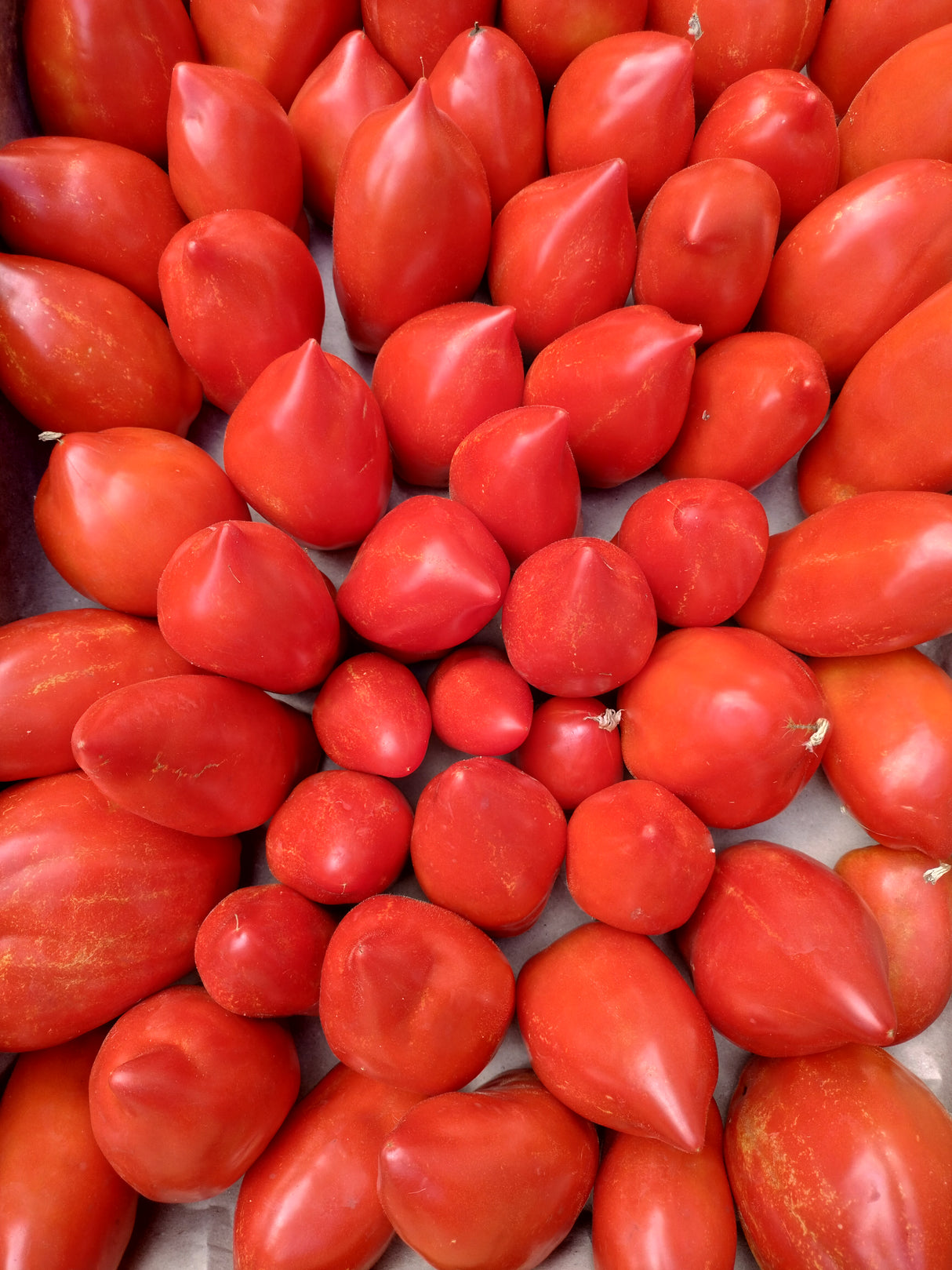 Tomates Cornue des Andes- 500g