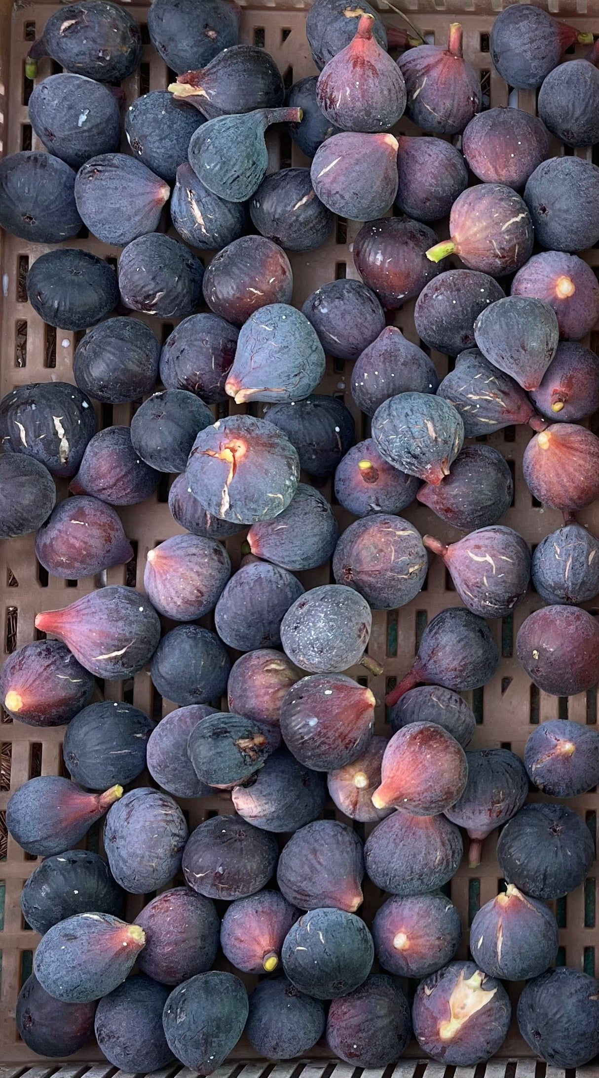 Figues