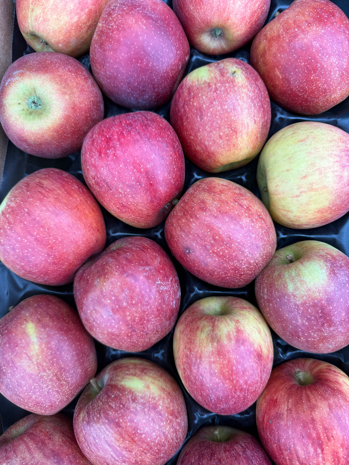 Pommes Breaburn - 1kg200