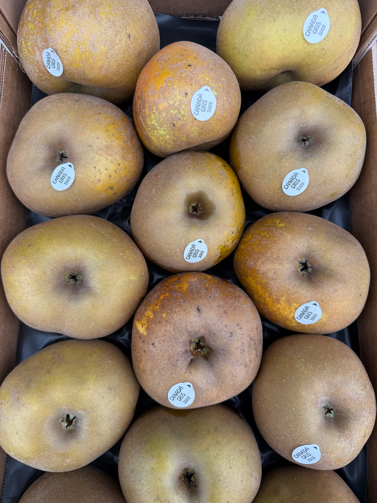 Pommes Canada Gris - 1kg100