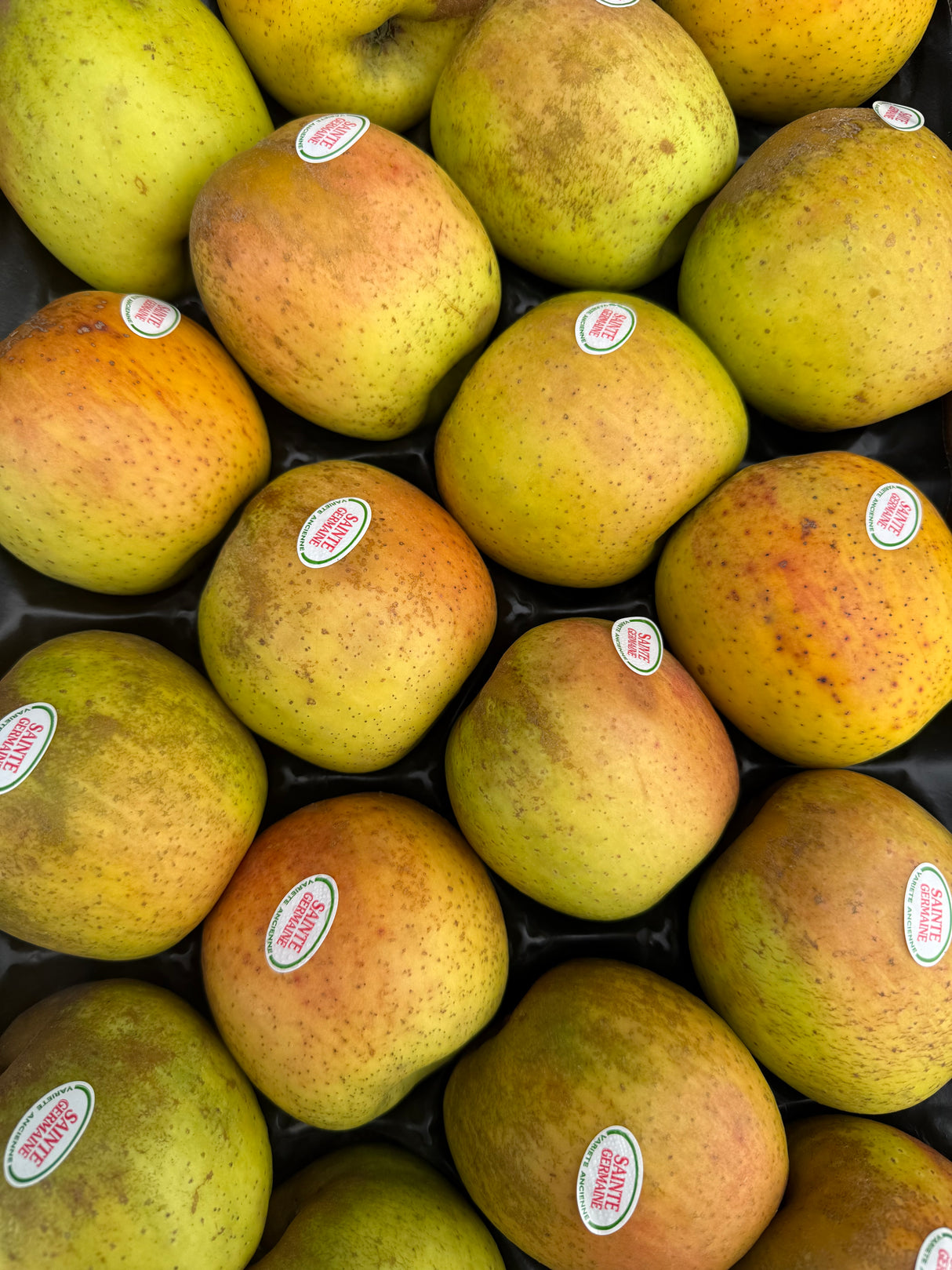 Pommes Sainte-Germaine - 1kg100