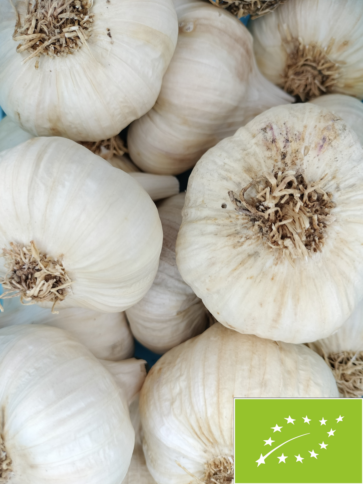 Ail blanc - 250g