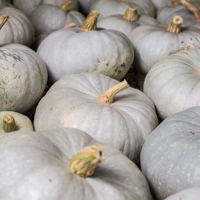 Courge Bleue de Hongrie - 4kg790