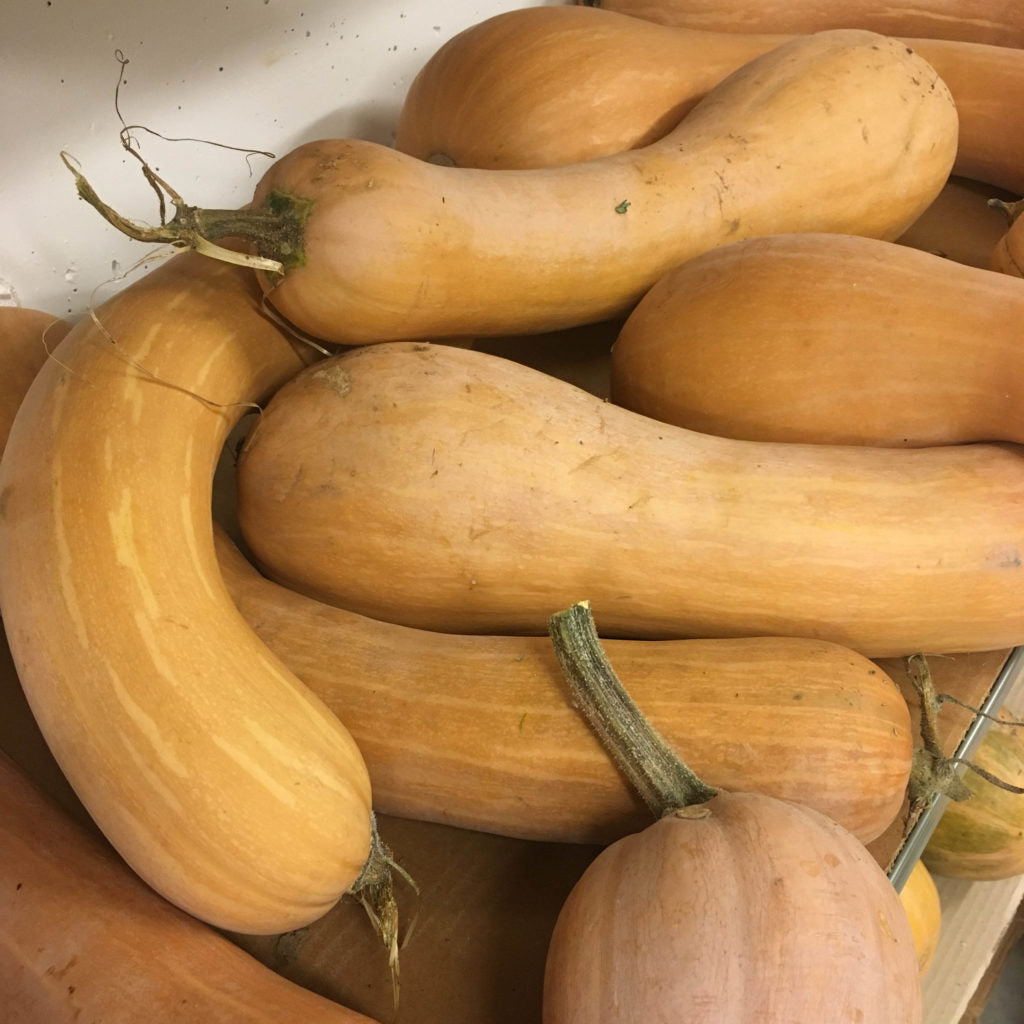 Courge Longue de Nice - Morceau