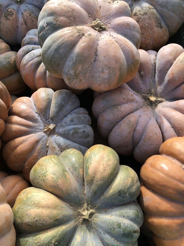 Courge Musquée de Provence - Morceau